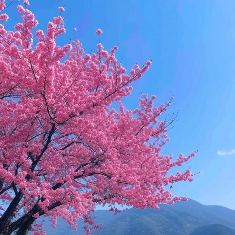 普者黑旅游指南:四月游玩攻略及景点推荐