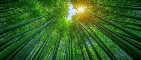 杭州云栖竹径:武侠风竹林秘境游推荐