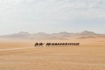 值得关注的旅游主播:流浪的骆驼与内蒙二张的旅行故事