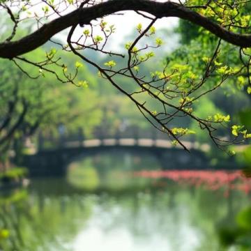 杭州植物园深度游指南:必览景点与特色植物鉴赏