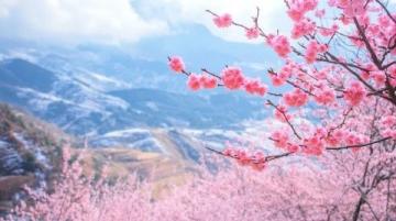 春暖花开季:探秘少华山四季美景,体验诗意江湖之旅