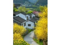 婺源油菜花旅游全攻略：路线规划与拍照技巧