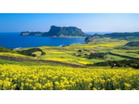 2025年春季热门必游景点推荐：国内赏花旅行胜地盘点