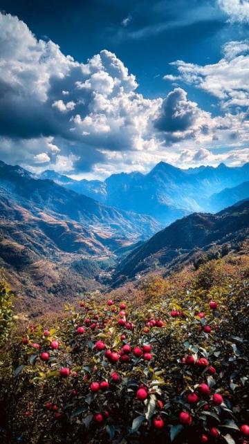 四月毕节百里杜鹃花旅游指南:最佳时间、交通方式、景点推荐、活动安排等全方位详解。