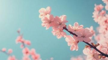 2025年西藏自驾游必驾路线:318国道+林芝桃花节盛宴