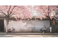 三月旅行宝藏城市推荐：赏花品美食，美景与美味齐飞