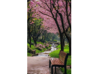 各地春意浓：贵州百里杜鹃绽放，武汉樱花盛开，成都踏春赏花正当时