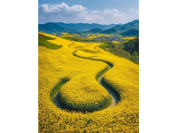 勉县油菜花海自驾之旅——畅享春日自驾赏花路线指南