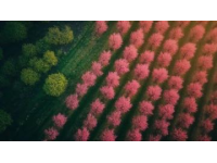 广东春天旅游攻略：邂逅岭南春光，解锁花样玩法！