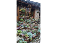 普洱旅游攻略：探索民族风情之旅