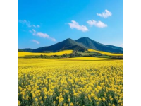 国内赏花好去处，推荐各地经典和小众景点
