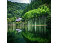 福建文化自驾探秘：武夷山水茶园与彩虹廊桥古村之旅