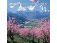 林芝桃花节深度游路线：大峡谷美景与沿途打卡胜地攻略