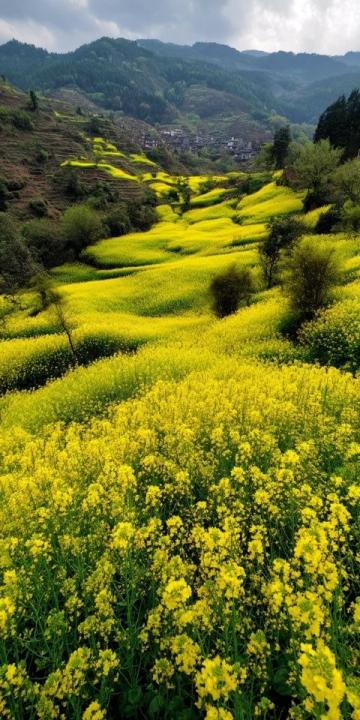 春游攻略:2-3月赏花、温泉、古镇之旅,中国多地景区淡季优惠推荐