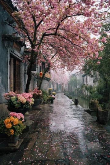 婺源雨天旅行攻略:江岭之美值得一探究竟