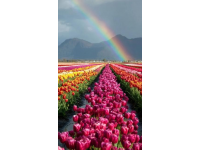 春季国内旅游攻略：赏花胜地与特色体验