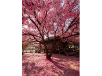 西藏江南林芝：探秘9大仙境，春季桃花、秋色绝美，错过等一年！