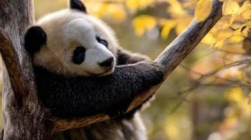 以下是一份大连森林动物园的旅游攻略