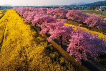 春日赏花指南:深度探索云南大理美景