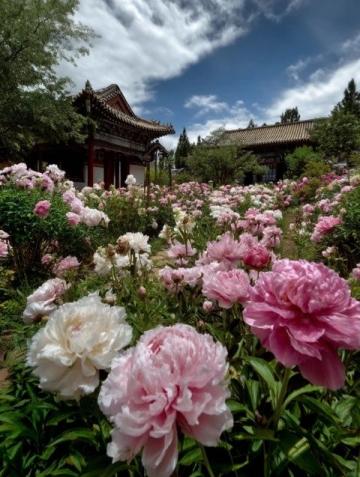 2025南京春日旅游攻略:赏花古迹美食全解锁