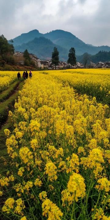 湖南衡阳旅游攻略:油菜花海、衡山、乡村风情等不可错过的景点和活动