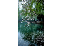 奔赴山东菏泽，领略曹州牡丹园与孙膑旅游城的春日繁花与历史底蕴从聊城出发