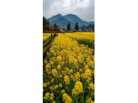 湖南衡阳旅游攻略：油菜花海、衡山、乡村风情等不可错过的景点和活动