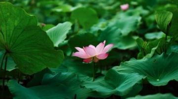 白洋淀旅游攻略:荷花盛景与文化探秘之旅