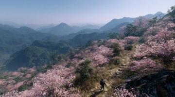 五一黄金周·川西自驾经典线路:雪山、草原与杜鹃花的绝美之旅