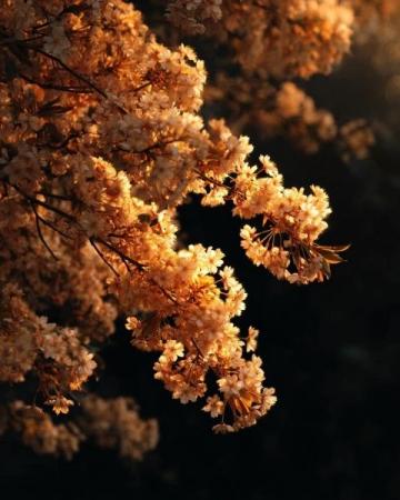 西泰山风景区杜鹃花观赏攻略