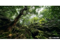 神农架旅游路线指南：探索大巴山深处的神秘之旅