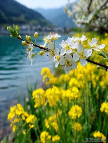 2024年全国乡村旅游打卡地推荐:油菜花海与古村美景之旅