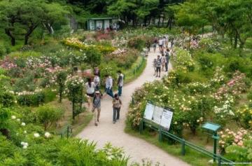 蔡甸花博汇旅游攻略：畅游小镇美景