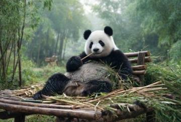 北京动物园亲子游攻略:探索萌宠乐园,共享欢乐时光