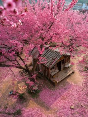 江西鄱阳县梨花盛景引游客纷至沓来