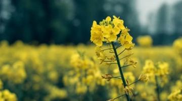 罗平油菜花一日自驾游攻略来啦