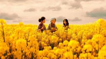 旅行兴化赏花春日赏花，江苏兴化是绕不开的好去处