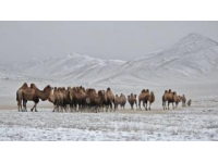 轻松解锁新疆之旅：地图带你畅游南北疆环线！