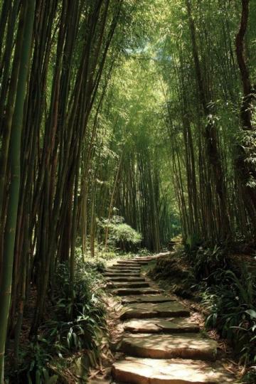 成都青城山旅游攻略:道教文化与自然风光探索指南