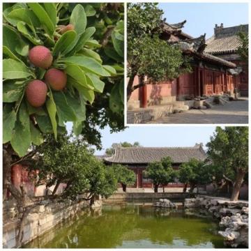 苏州拙政园夏季赏荷攻略：凌霄花下品江南诗意