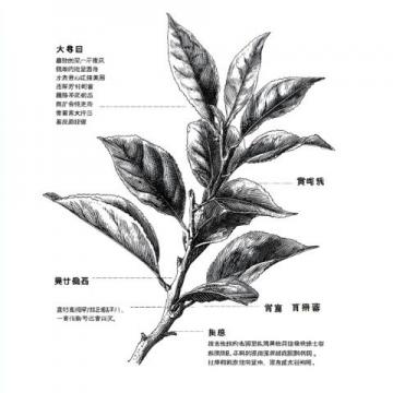 大红袍武夷茶香迎四方客——记福建—武夷山旅游者杨小姐