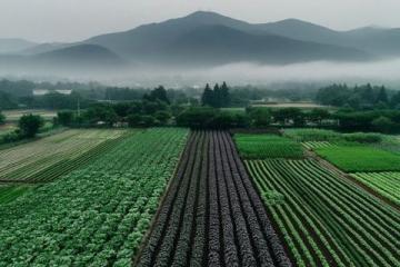 婺源风景如画：最全婺源旅游指南