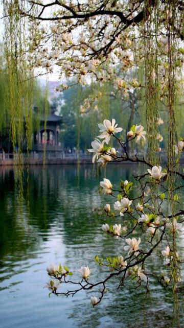 以下是针对岳阳楼及周边景点的一日游攻略,结合历史人文与自然风光