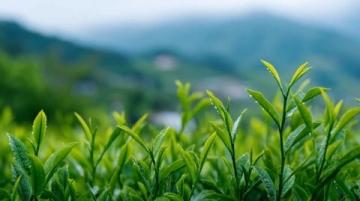 云南夏日花茶之旅：规划攻略与细节准备