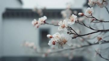 苏州春节景区免费游玩及文化活动指南