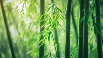 重温卧虎藏龙里的竹林美景，探秘中国大竹海的自然奇观