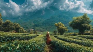 贵州湄潭茶海风景区：茶叶带来的温情