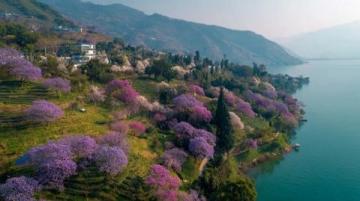贵州毕节百里杜鹃花海：赏花游玩攻略与交通指南