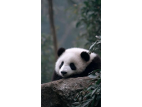 到上海动物园参观会让你学会更多有关动物知识，还能欣赏到动物园美景
