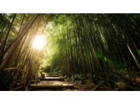 数字赋能与文旅融合广德笄山竹海风景区的发展路径探索